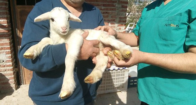 Silifke'de 6 bacaklı kuzu doğdu