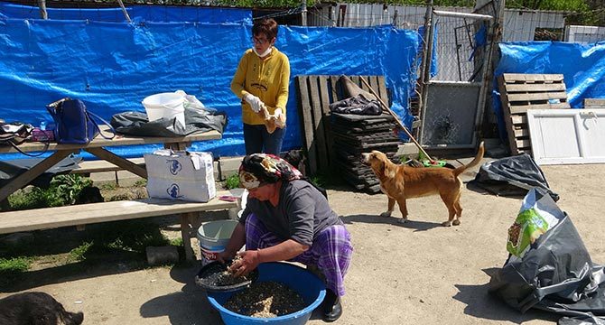 Barınakta temizlik yapıp, sokak hayvanlarını besliyorlar