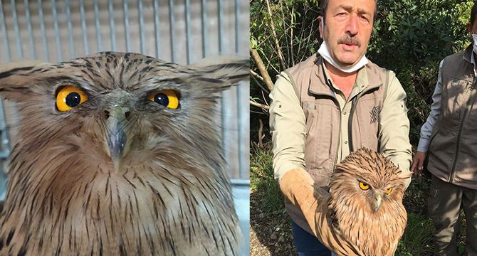 Geçen hafta ilk kez görüntülenen balık baykuşu avcı kurbanı oldu