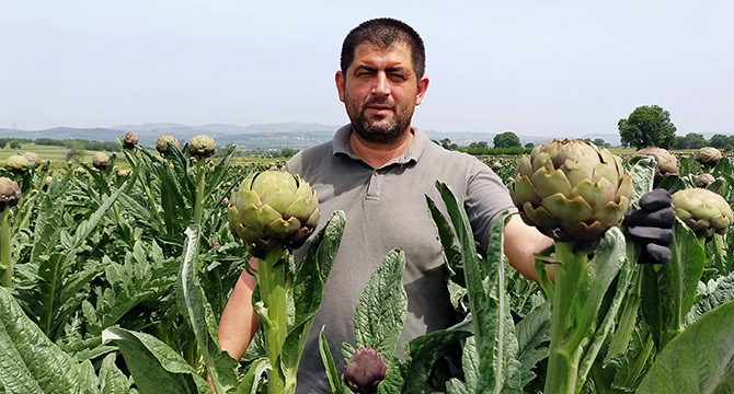 Bursa'da enginar hasadı başladı, tanesi 5 TL