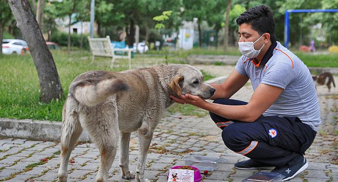 Denizli'de sokak hayvanları için mama ve su bırakıldı