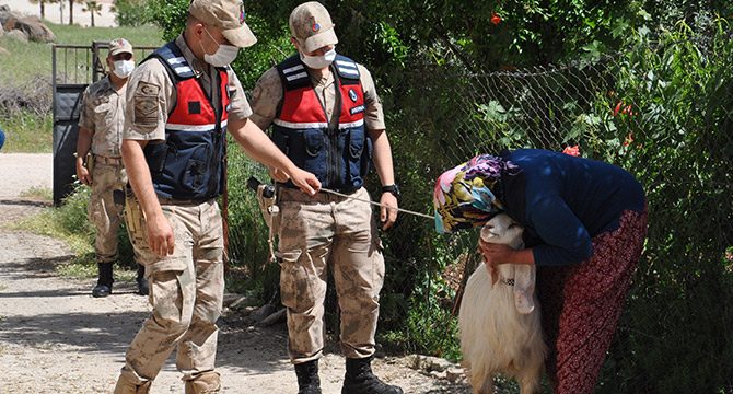 Çalınan keçisi bulundu, boynuna sarılarak öptü