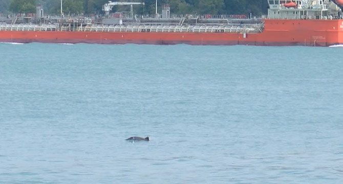 Tarabya Sahili'nde yüzen yunuslar kamerada
