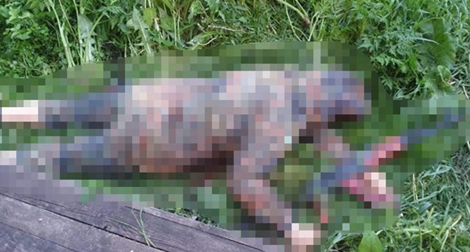 Ukrayna'da katliam: Tartıştığı 7 kişiyi av tüfeğiyle öldürdü