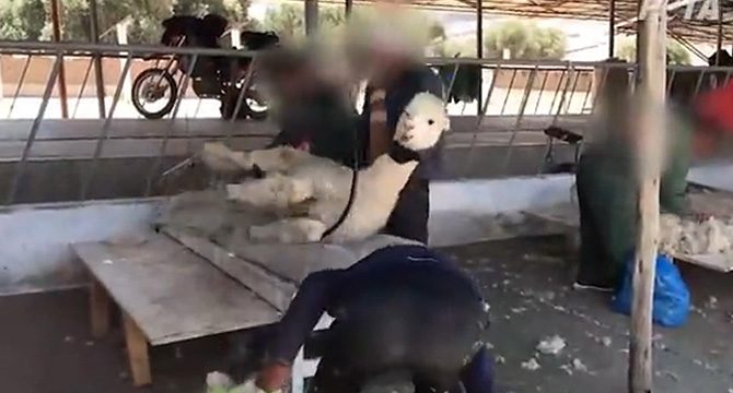 Peru'da alpaka develerine yapılan işkence kamerada