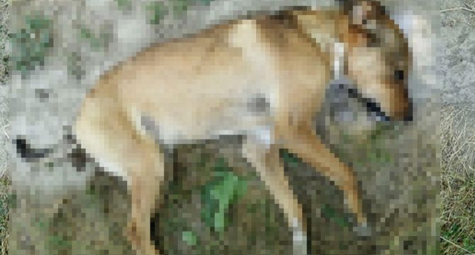 Denizli'de 6 köpek zehirlendi