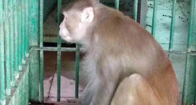 Hindistan'da bir kişiyi öldüren, 250 kişiyi yaralayan maymuna müebbet