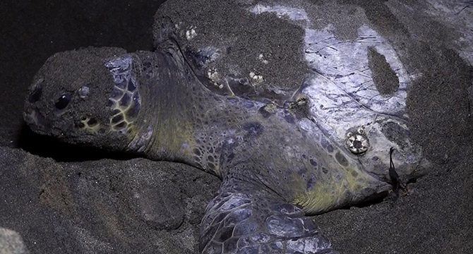 Mersin'de yeşil deniz kaplumbağaları yumurta bırakmaya başladı