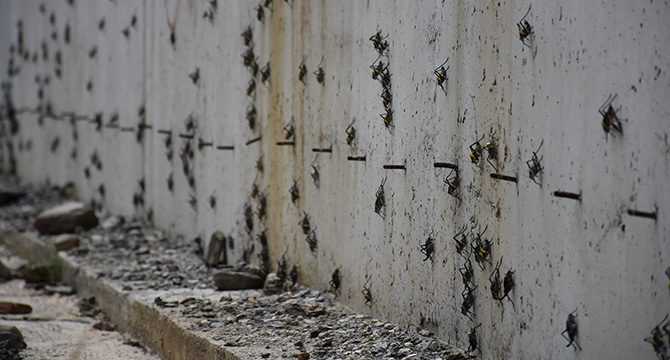 Muş'ta 'çekirge' istilası