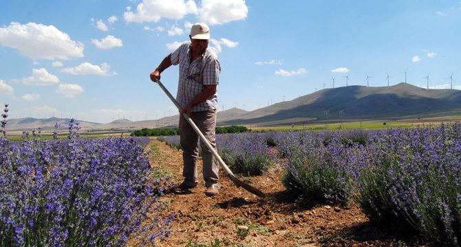 Balın kalitesini artırmak için lavanta bahçesi kurdu