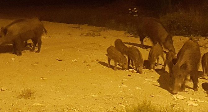 Kuşadası'ndaki hayvanseverler Bakan Soylu'dan yardım bekliyor