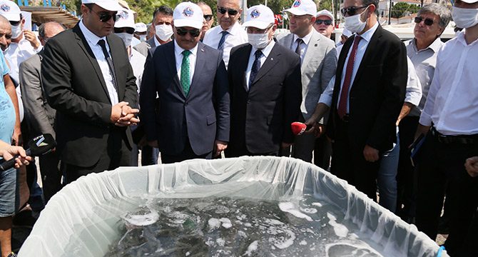 Zehirli balon ve aslan balıklarının biyolojisi çözülüyor