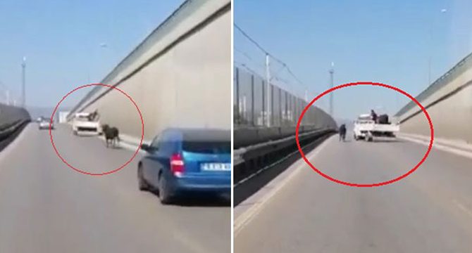 Kaçan boğa, trafikte sürücülere zor anlar yaşattı