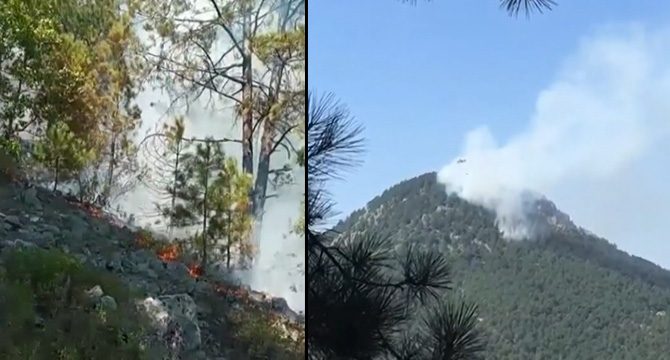 Bursa'da orman yangını