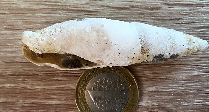 Orta Toroslar'da 23 milyon yıllık deniz canlılarına ait fosiller bulundu