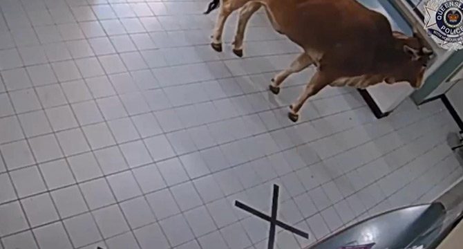Avustralya'da polis karakoluna giren ineğin videosu izlenme rekoru kırdı