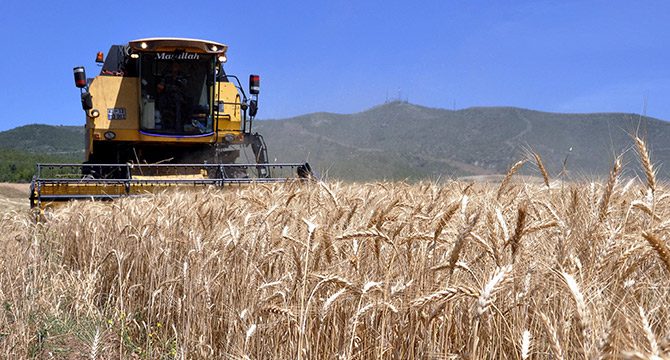 Tahıl üreticilerine 'erken hasat' uyarısı