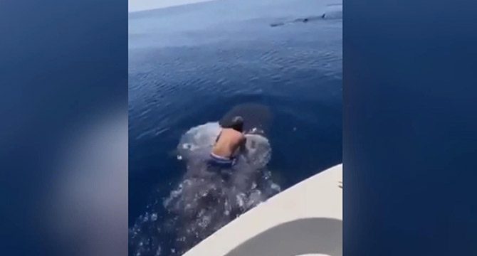 Suudi Arabistan'da bir adam balina köpek balığının sırtına bindi