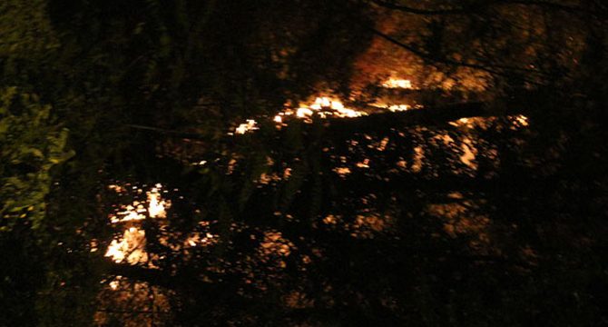 Emirgan Korusu'ndaki yangının şüphelisi serbest bırakıldı