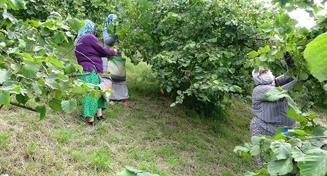 Karadeniz'de maskeli, sosyal mesafeli fındık hasadı