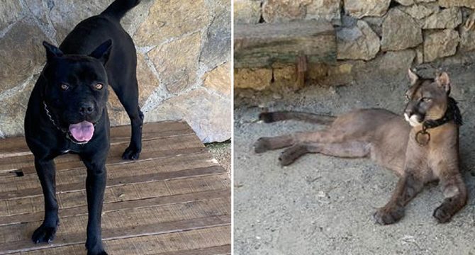 İstanbul'daki operasyonda puma, flamingo, iguana çok sayıda hayvan ele geçirildi