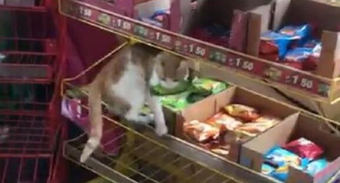 Bakkal, sokak kedisinin raftan kek alıp, yeme anını görüntüledi