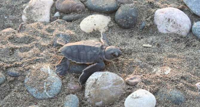 Mersin'de caretta caretta yavruları denizle buluşuyor
