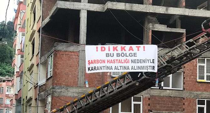 Kesilen hayvan şarbonlu çıktı, uygulanan karantina, koronavirüs zannedildi