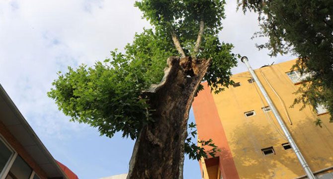 400 yıllık çınar ağacına bakım yapıldı