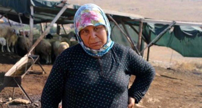 Besici kadından telef olan koyunları için 'zehir verildi' iddiası