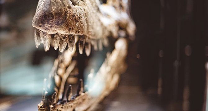 İskeletin tamamı 150 yılın ardından bulundu