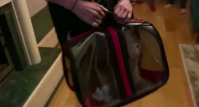 Sosyal medya fenomenine yasadışı hayvan edinme operasyonu