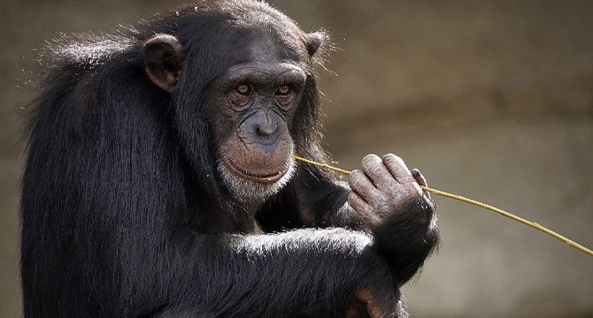 İsviçre maymunlara 'temel hak' verilmesi için referanduma gidiyor
