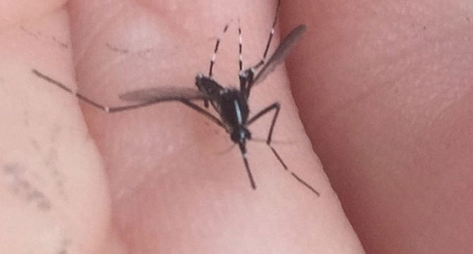 İstanbul’da ‘Asya Kaplan Sivrisineği’ paniği...
