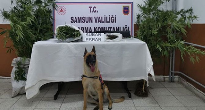 Samsun’da narkotik köpeği 'Ozon'la uyuşturucu operasyonu: 18 gözaltı