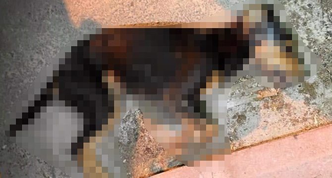 Burdur'da 8 sokak hayvanının öldürüldüğü iddiası