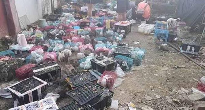 Çin'de canlı hayvanlara eziyet: 5 bin hayvan depoda ölü olarak bulundu