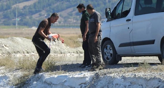 Denizli'de yaralı bulunan flamingoya tedavi