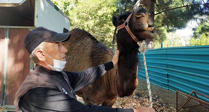 Trafikte koşturulan deve korumaya alındı, 'Garip' ismi verildi