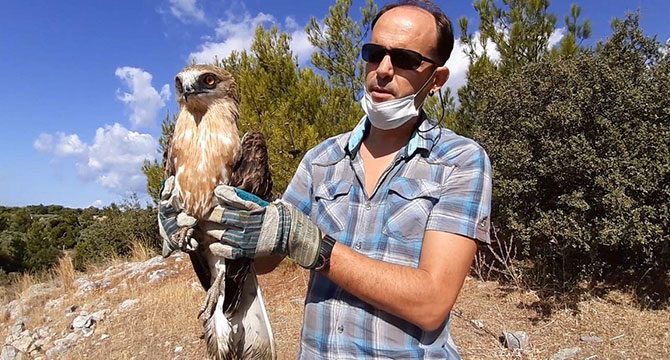 Göç yolunda bitkin düşen 'yılan kartalı' bakımının ardından doğaya salındı