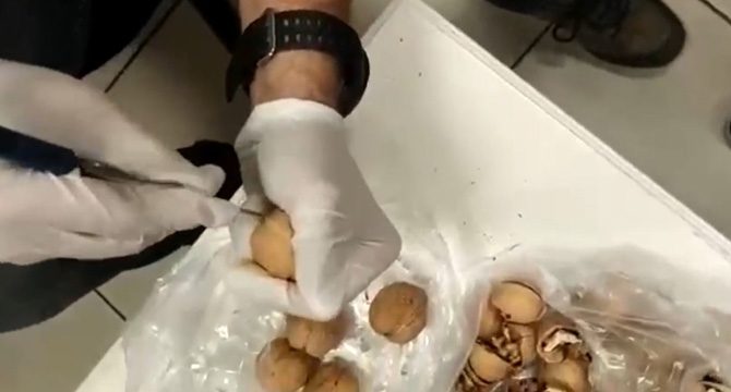 Şüpheli çantadaki cevizin içinden uyuşturucu çıktı