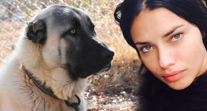 Adriana Lima'ya Sivas'tan 3'üncü 'Kangal köpeği' çağrısı