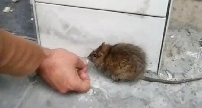 Dükkanının önüne gelen fareyi, elleriyle besliyor
