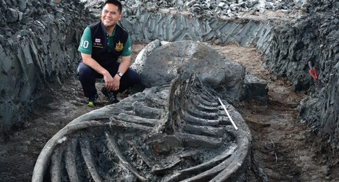 Tayland'da 5 bin yıllık balina kalıntıları bulundu