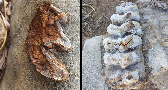 Çanakkale'de 9 milyon yıllık fil fosili bulundu