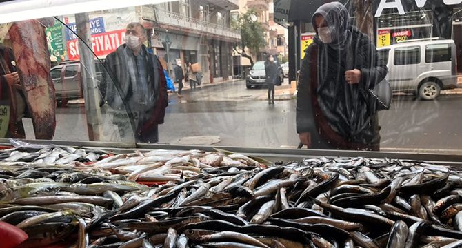 Hamsinin fiyatı yarı yarıya düştü