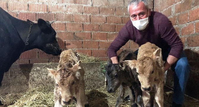 15 gün önce satın aldığı inek üçüz doğurdu