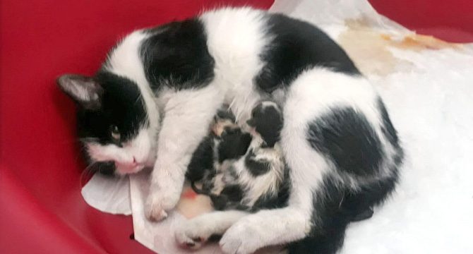 Hastanenin kadın doğum bölümüne giren kedi doğum yaptı