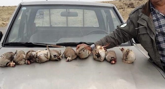 Kınalı keklikleri avlayan 5 şahıs yakalandı