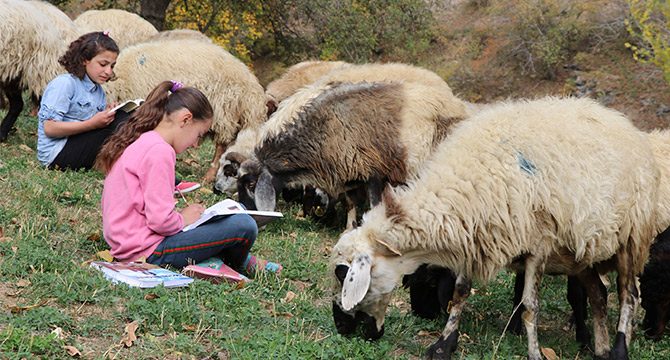 Hem koyun güdüyorlar hem de ders çalışıyorlar